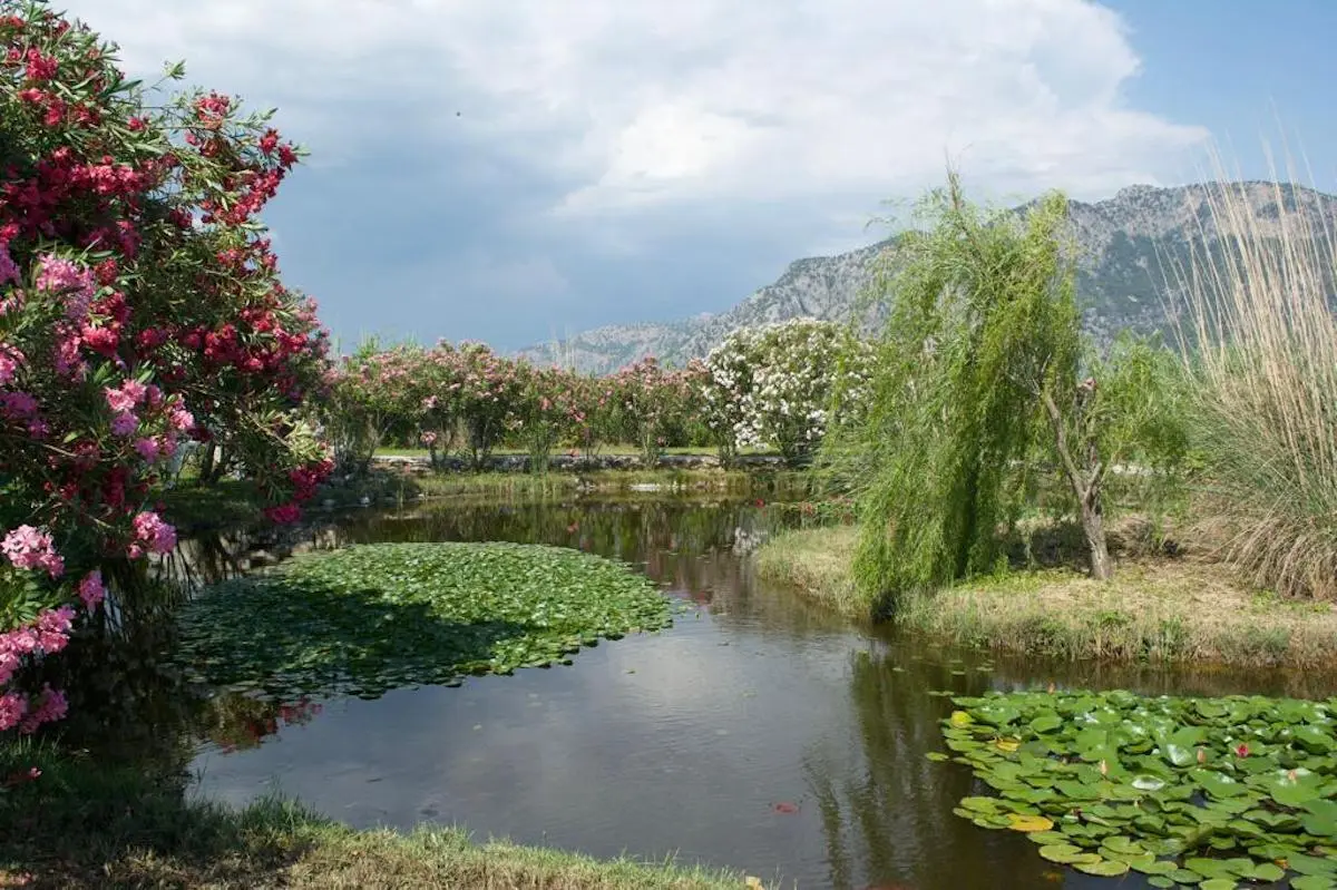 Pond area
